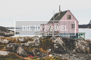 Topfprimel pinkes Haus