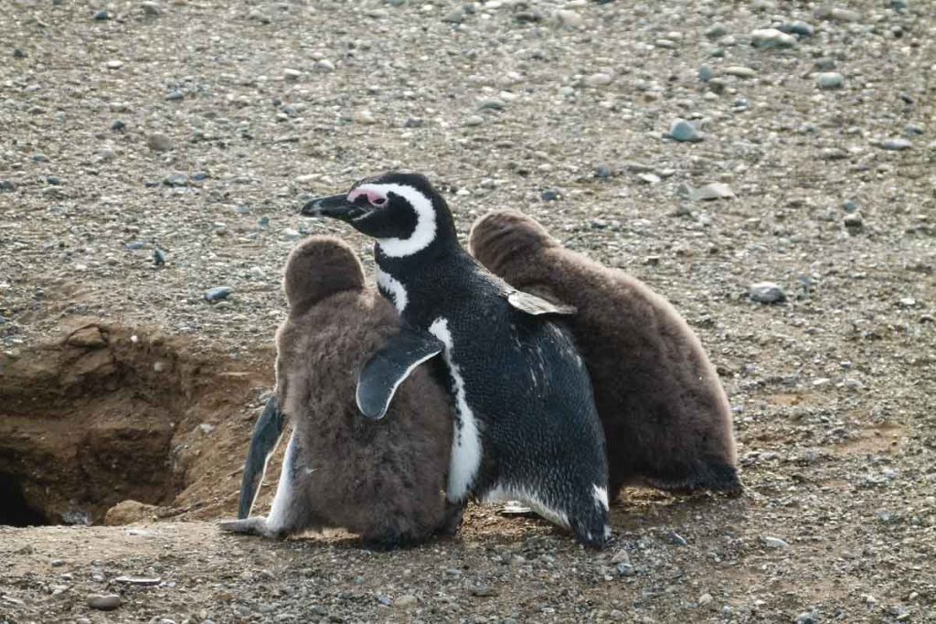 Magellan-Pinguin mit Küken
