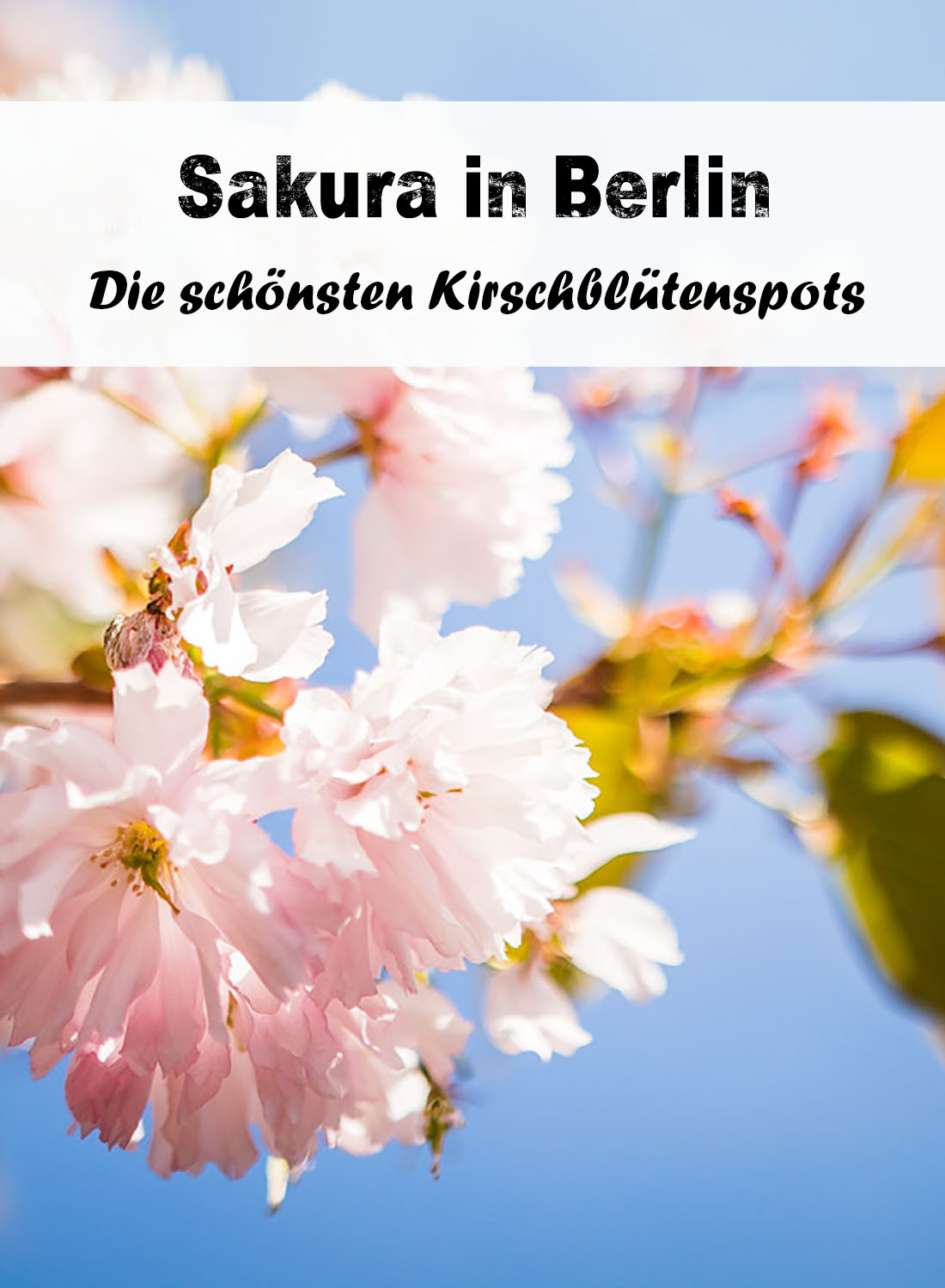 Die schönsten Kirschblütenspots in Berlin