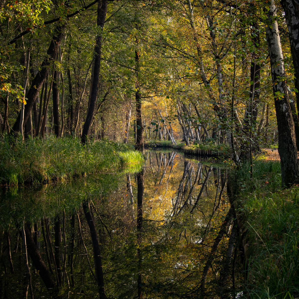 Wasserlandschaft-Spreewald