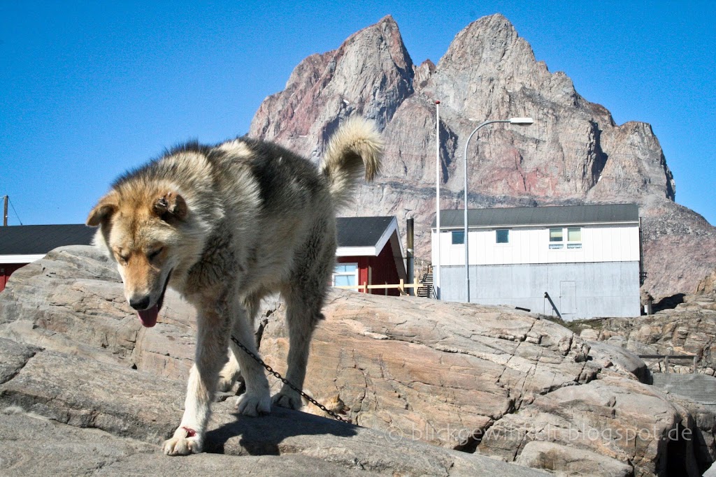 Grönlandhund in Uummannaq