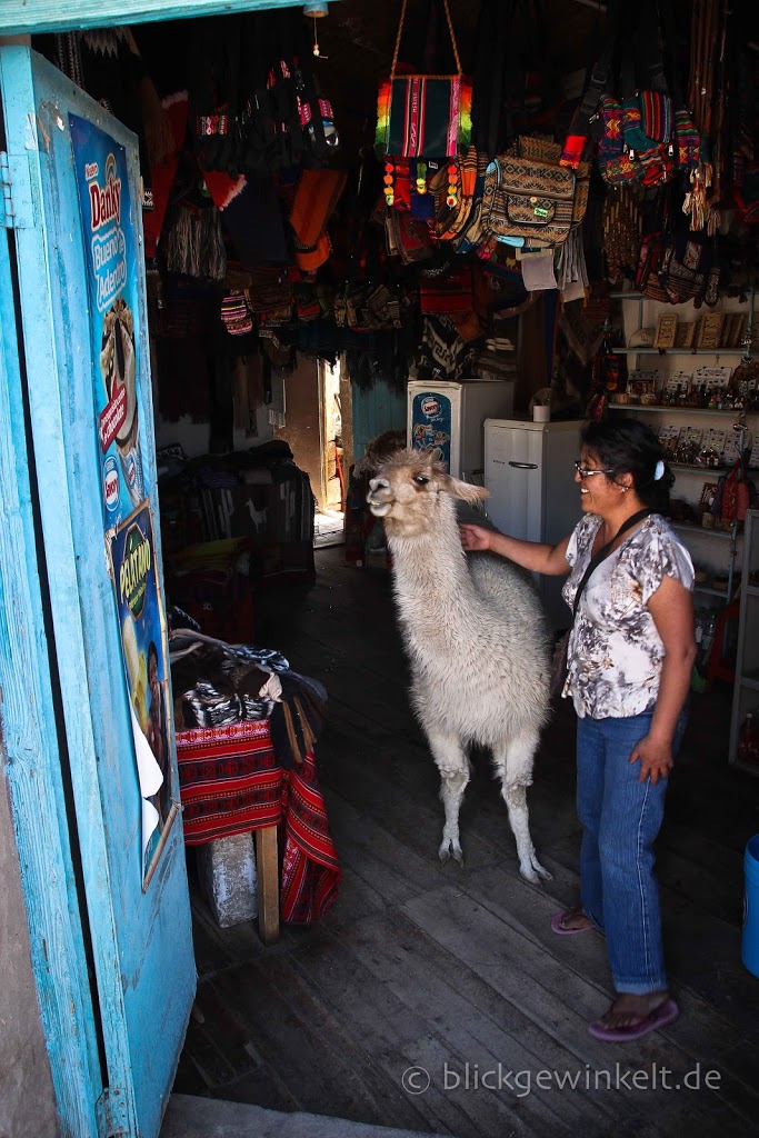 Das Lama im Laden