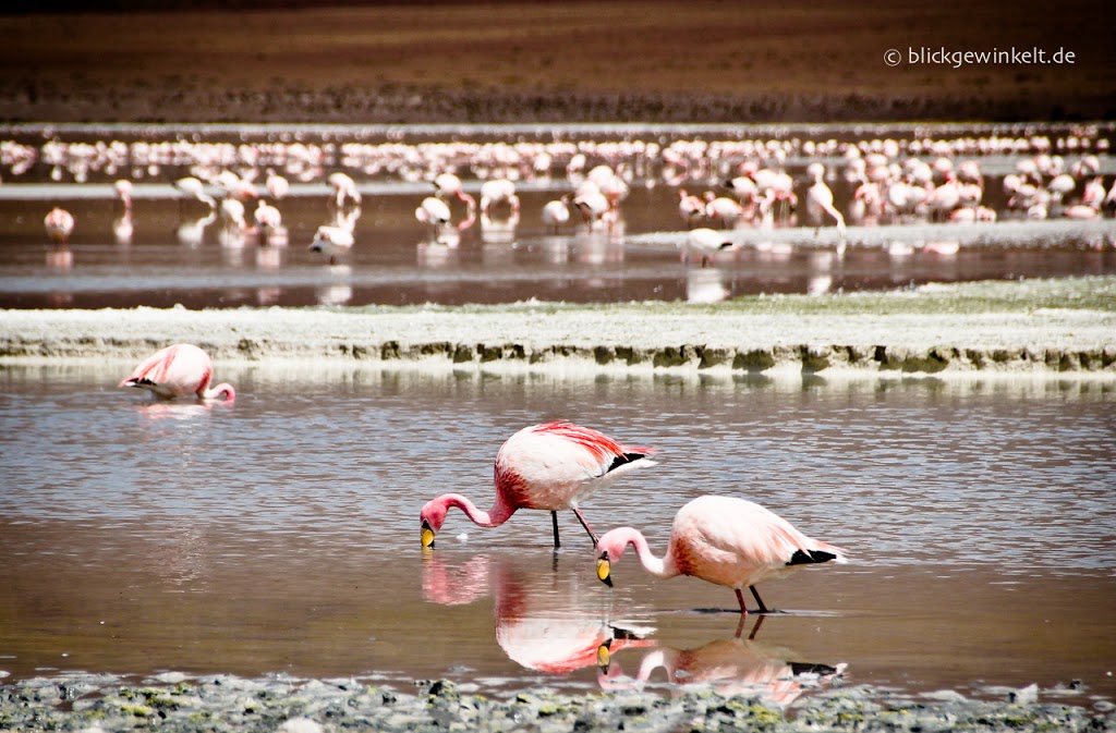 Flamingos in Bolivien auf dem Altiplano