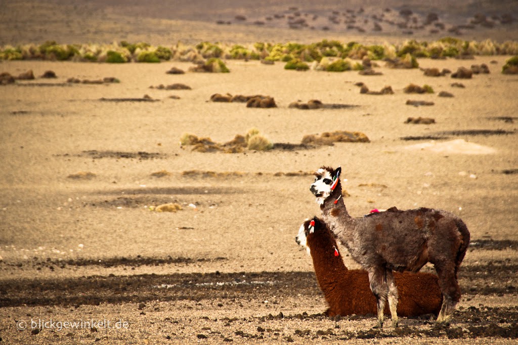 Geschmückte Lamas im Sajama Nationalpark in Bolivien