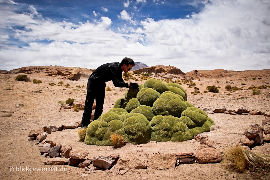 Seltsame Moosformationen auf dem Altiplano Boliviens