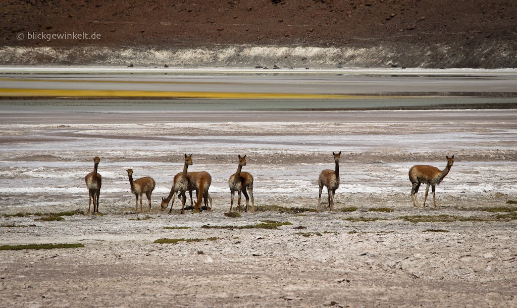 Vicunas in Bolivien