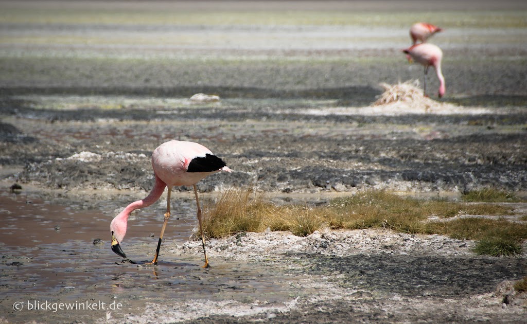 Flamingos, Bolivien