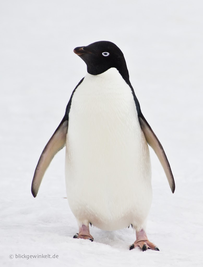 Adelie-Pinguin in der Antarktis