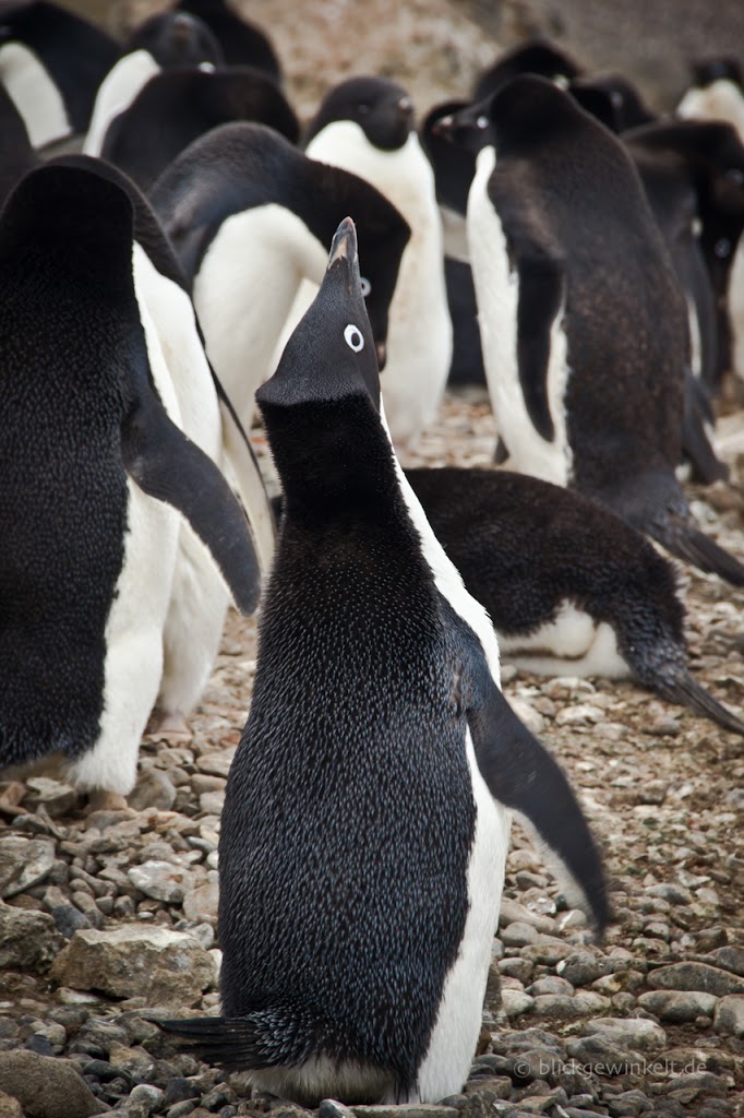 Adelie-Pinguine in der Antarktis