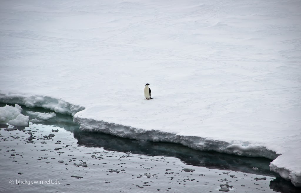 Pinguin in der Antarktis auf Eisscholle