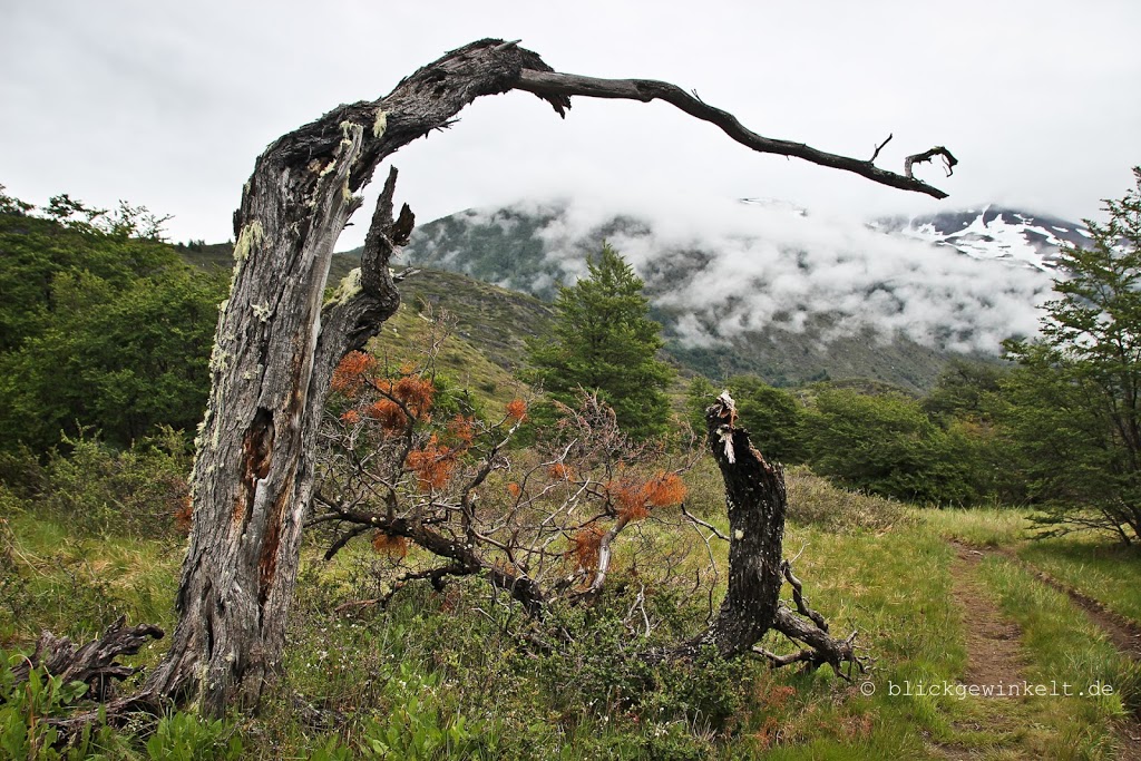 verrotteter Lenga-Baum; Südbuche im Torres del Paine
