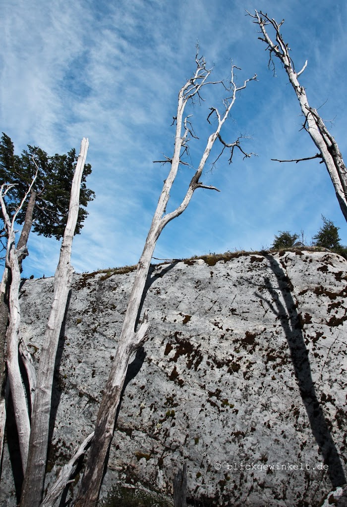 Verbrannte Bäume im Torres del Paine Nationalpark