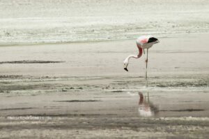 Flamingo auf dem bolivianischen Altiplano