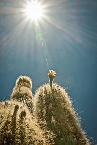 Riesenkaktus in Atacama Chile