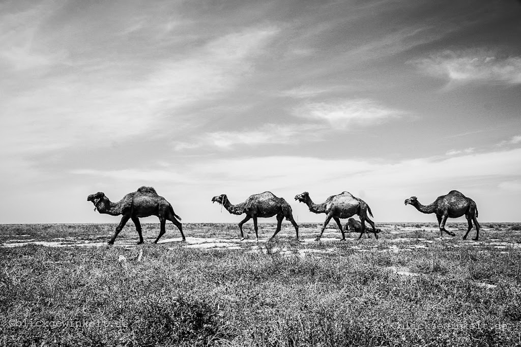Kamele in Kasachstan