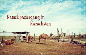 Kamelspaziergang in Kasachstan