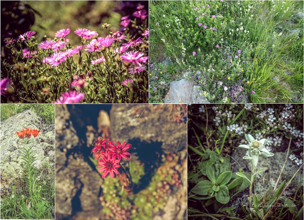 Blumen der Bergwelt: Antronatal im Piemonte