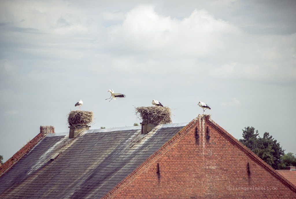 Auf vielen Hausdächern in Rühstädt kann man Storchennester sehen