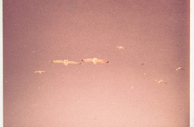 Analogbild Möven in rosa Himmel