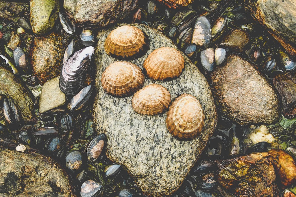 Muscheln auf einem Stein