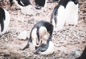 Kopulierende Pinguine