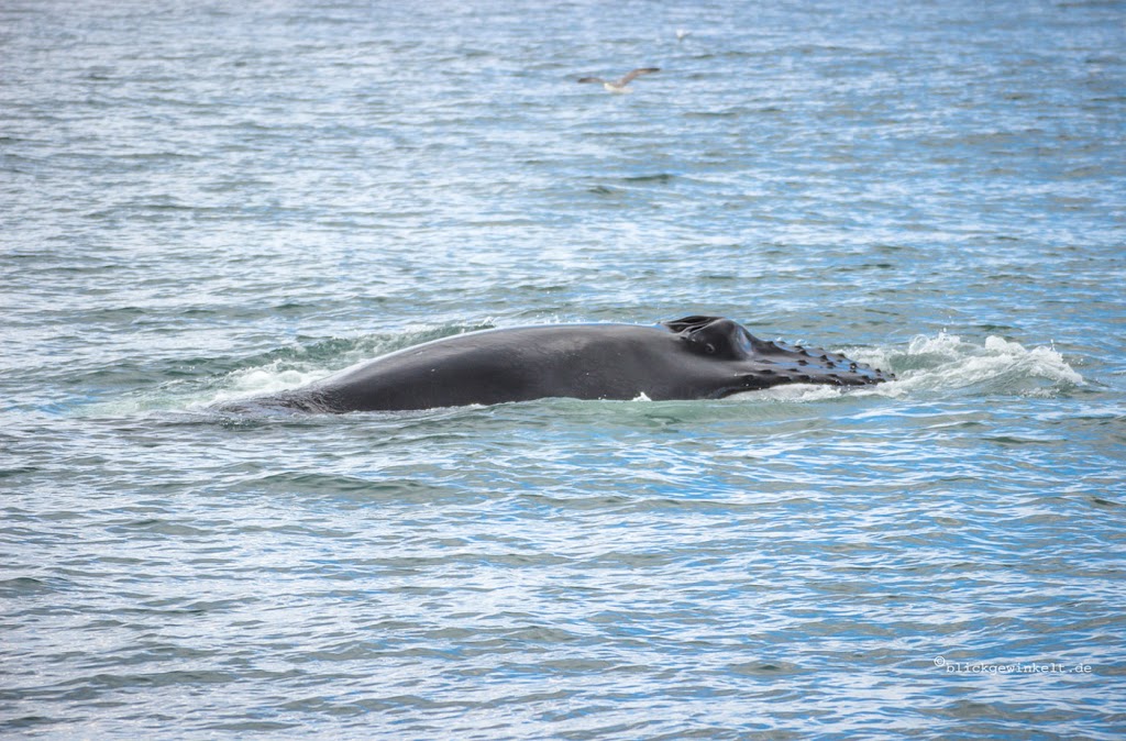 Rücken eines Buckelwals