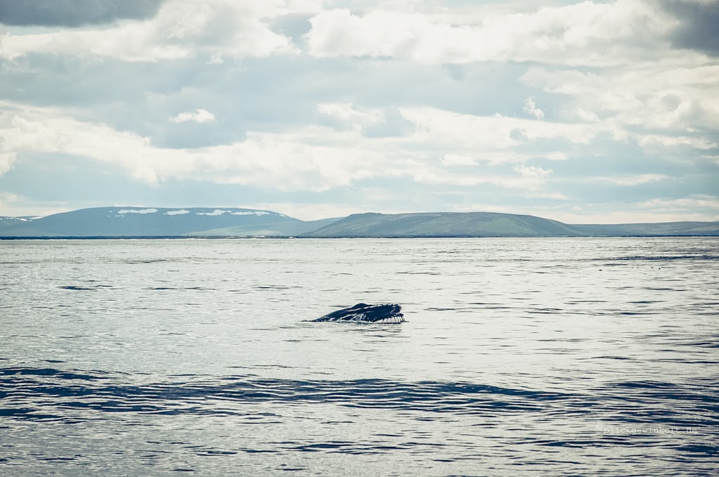 Kopf vom Buckelwal mit Barten beim Whale Watching in Island