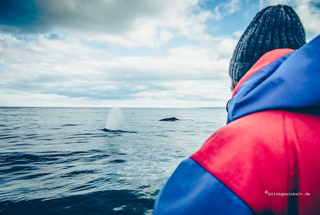 Blas vom Buckelwal, Whale Watching in der Arktis