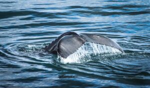 Walfluke eines Buckelwals