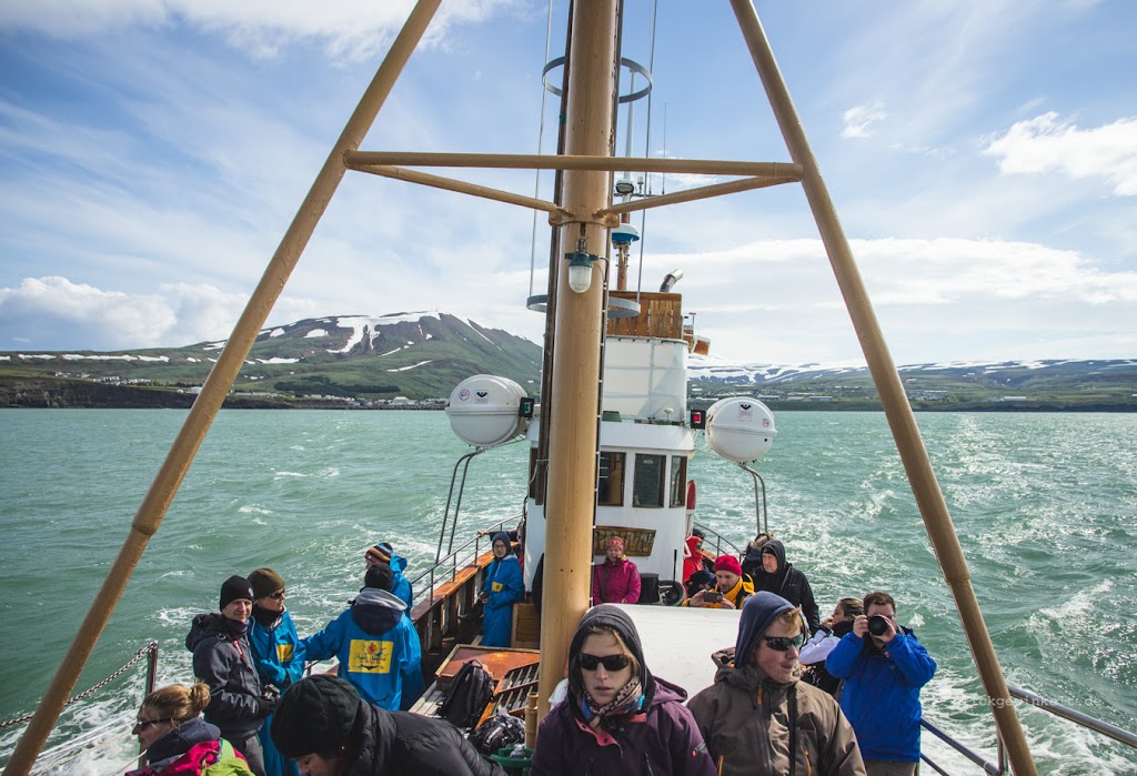 Whale Watching in Island: Das Boot schaukelt ordentlich.