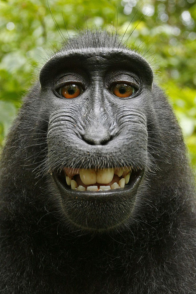 Selfie eines Macacas