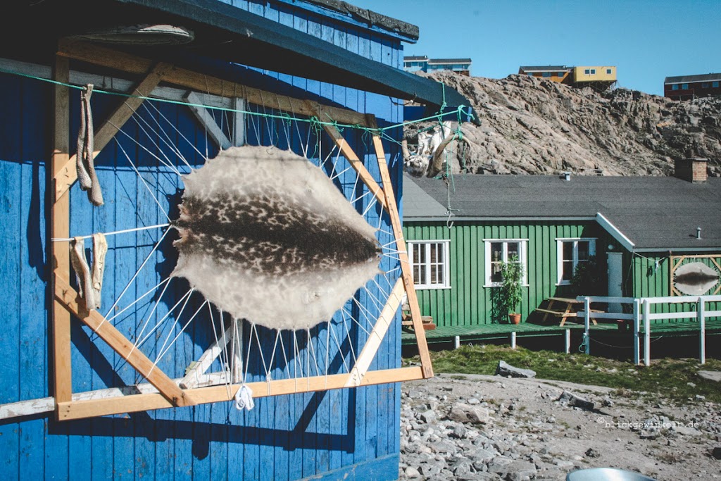 Robbenfelle werden an einer Hauswand getrocknet