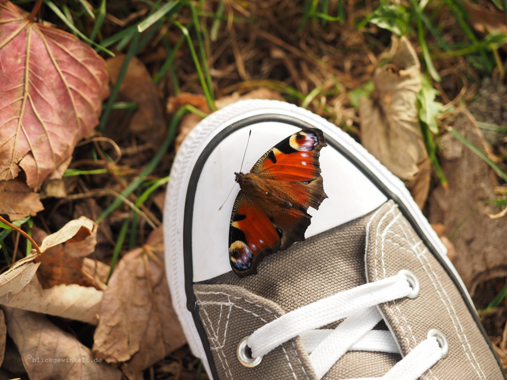 Schuh mit SChmetterling
