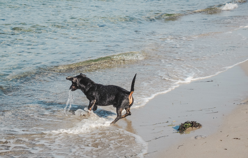 In die Wellen beißender Hund: Schnellfokussierung mit der Olympus OM-D E-M1