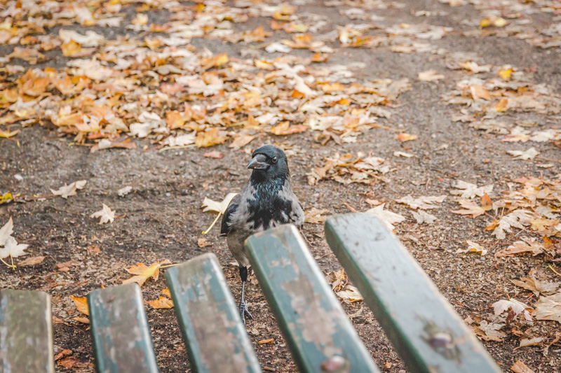 Krähe guckt an einer Parkbank