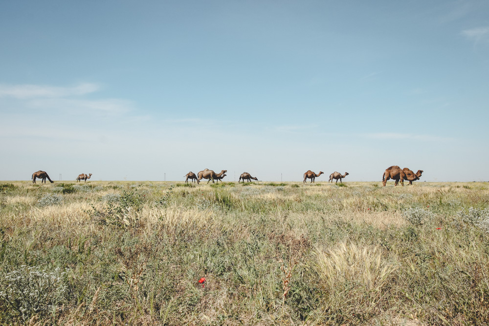 Kamele in der kasachischen Steppe