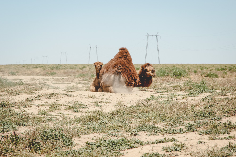 Kamel in Kasachstan