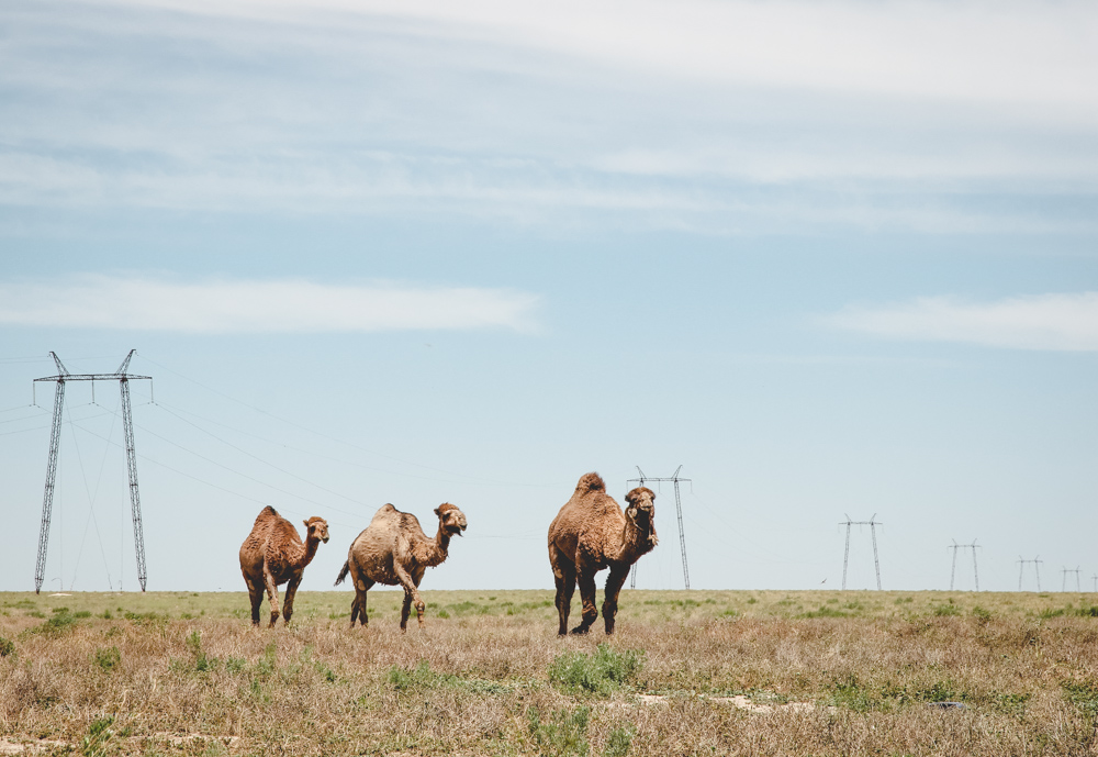 Kamele in der Kasachischen Steppe