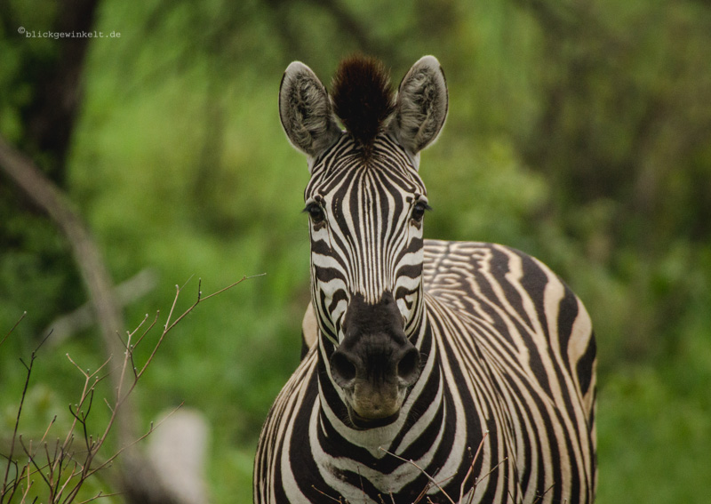 Zebra im Sabi Sabi Game Reserve