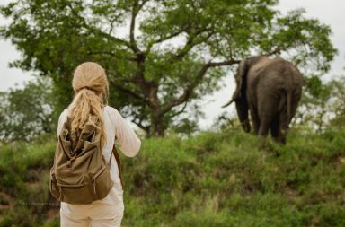 Elefant im Bush Afrikas