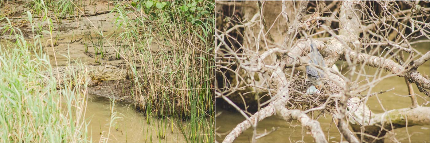 Krokodil im Mangrovensumpf