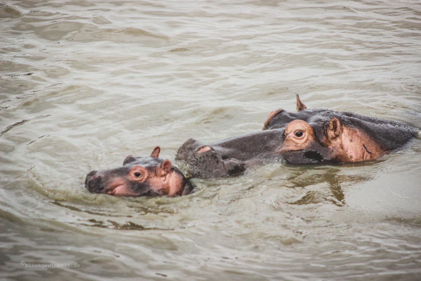 Flusspferd-Junges mit Mutter