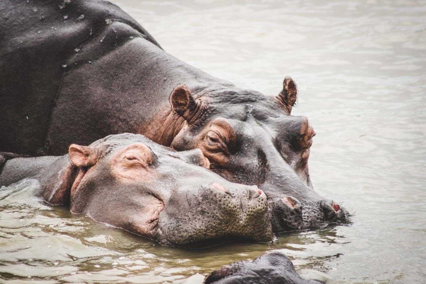zwei kuschelnde Nilpferde in Südafrika