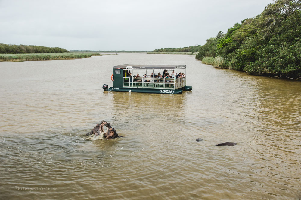 Touristenschiff, davor küssende Nilpferde