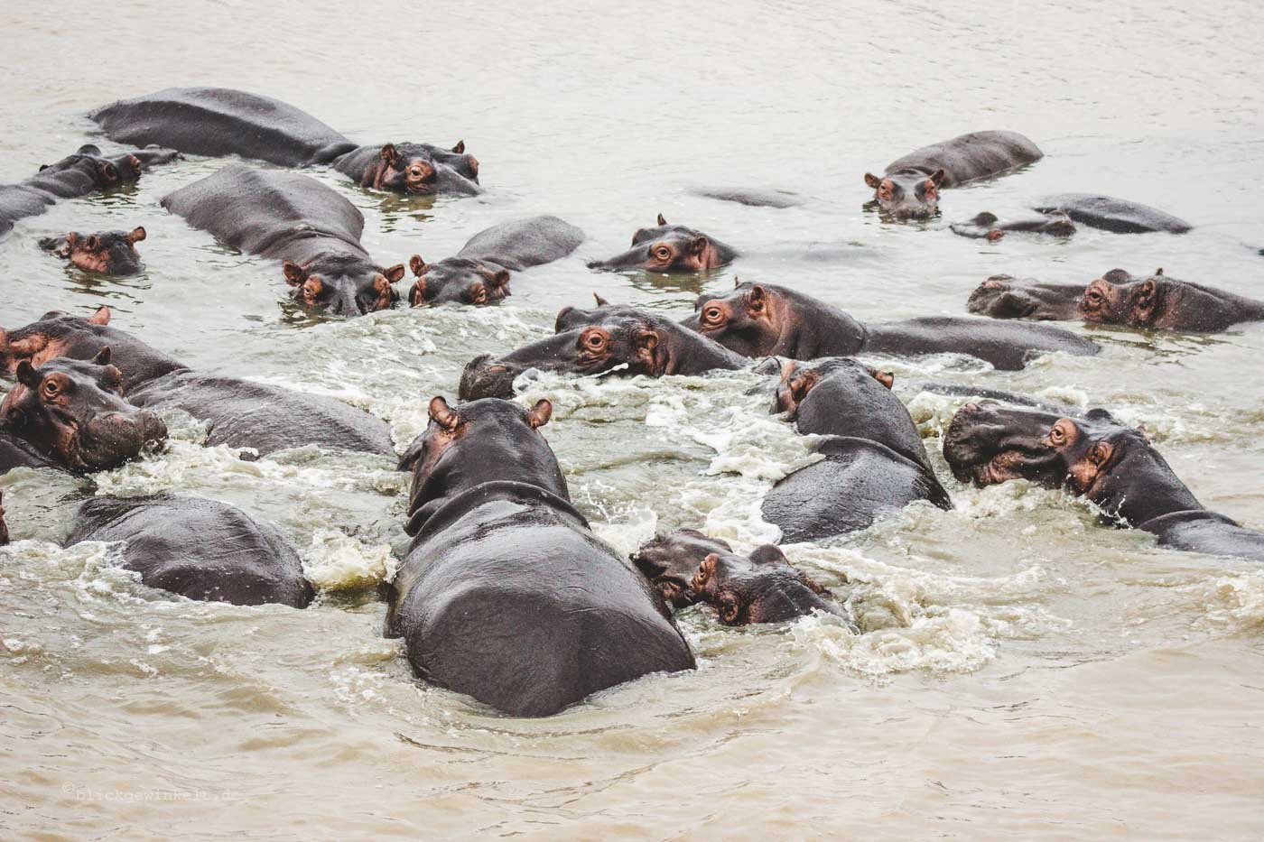 Nilpferde im Fluss: Südafrika, St. Lucia