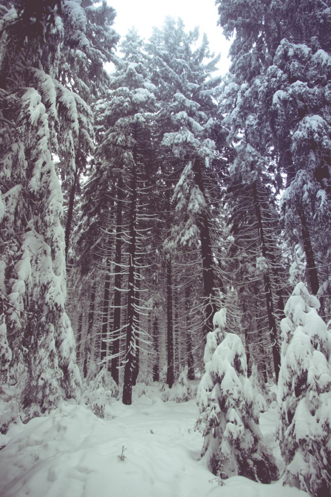 Verschneiter Wald im Harz