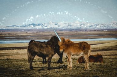 Das weltberühmte Island-Einhorn