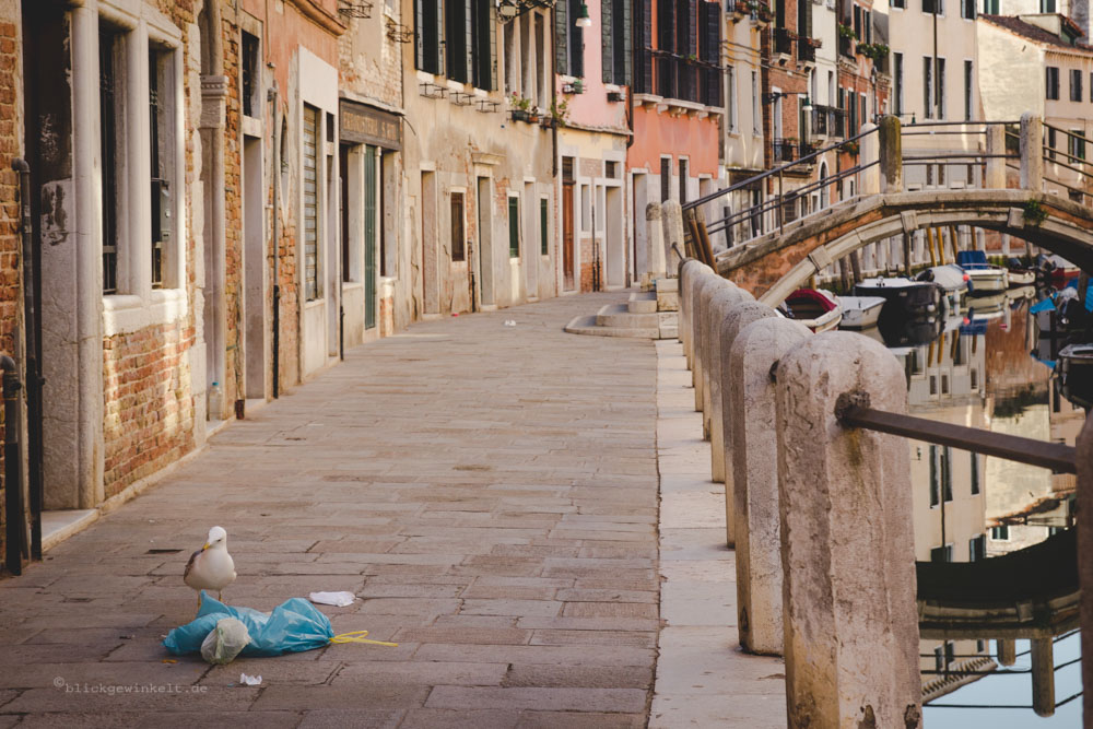 Möwe pickt am Abfall in einer Gasse Venedigs