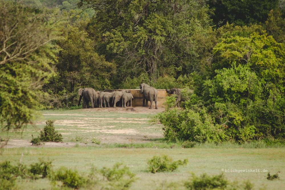 Elefantenherde an einer Tränke