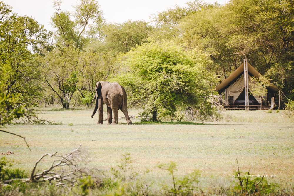 Südafrika: Elefant vor Zelt 